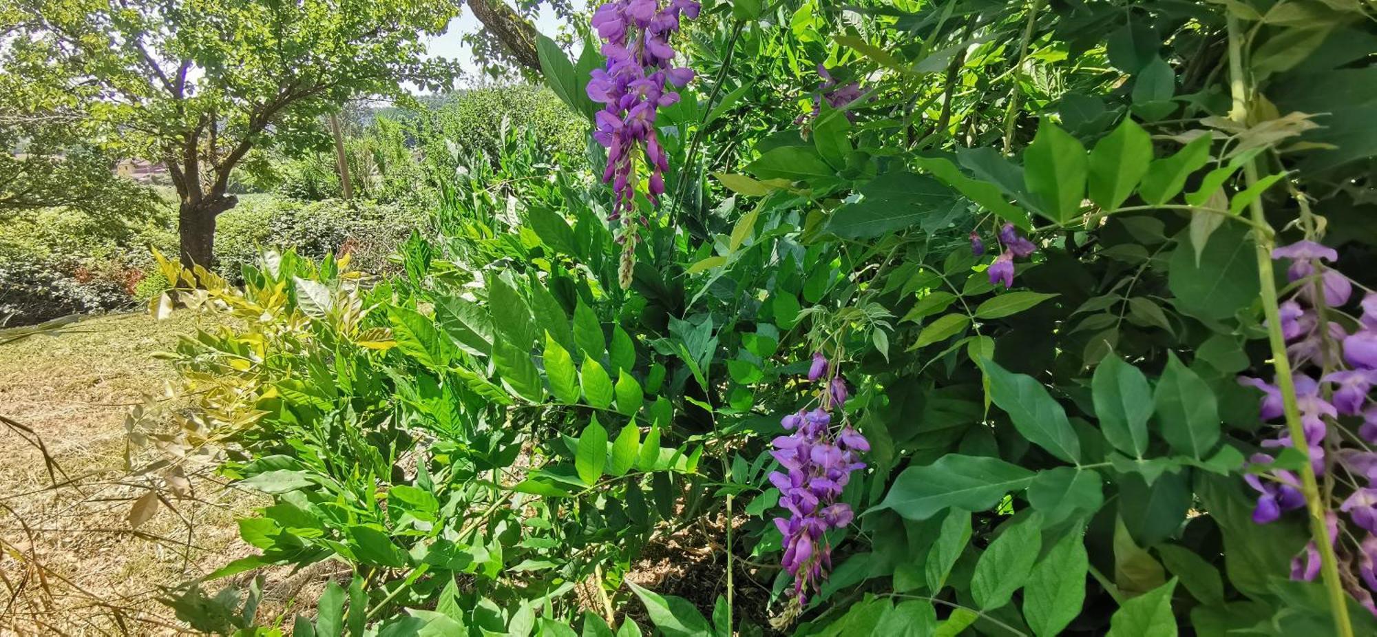 La Maison De Jardin 卢卡 外观 照片